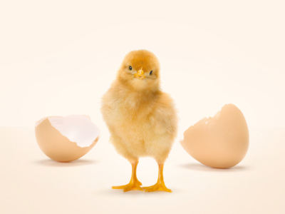 Salviamo il pulcino maschio: le uova Coop sono cruelty-free