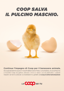 Salviamo il pulcino maschio: le uova Coop sono cruelty free