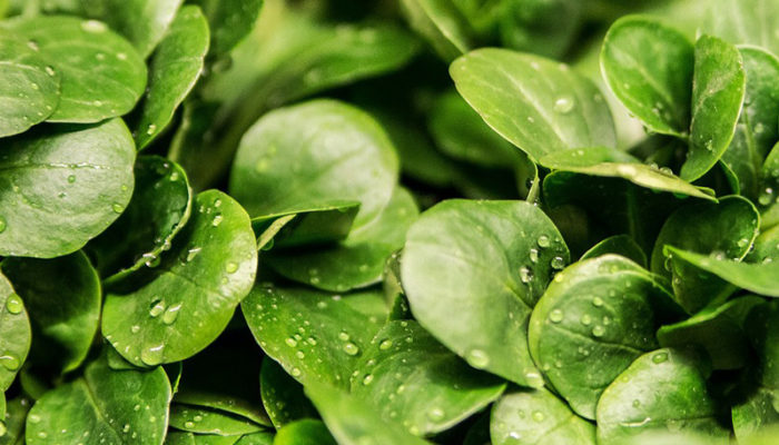 Con l’insalata Vivi Verde Coop si fa accoglienza