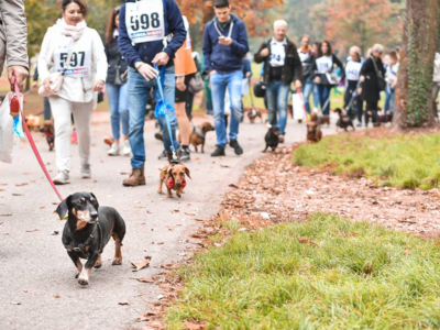 Strabassotti: bassottisti d’Italia ai nastri di partenza