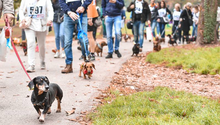 Strabassotti: bassottisti d’Italia ai nastri di partenza