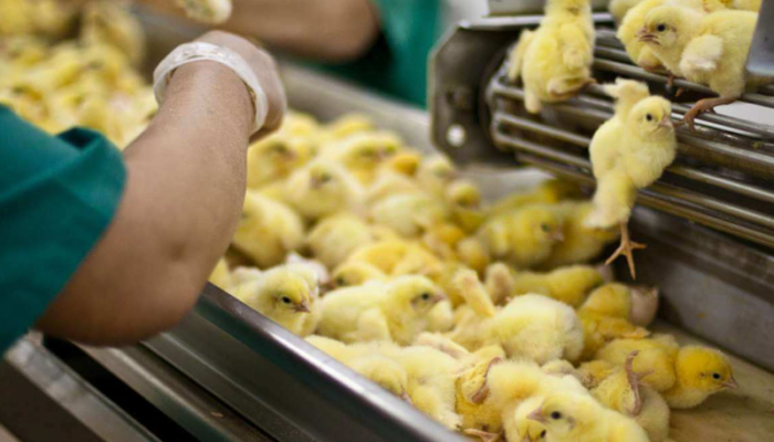 Anche Coop aderisce alla campagna di Animal Equality