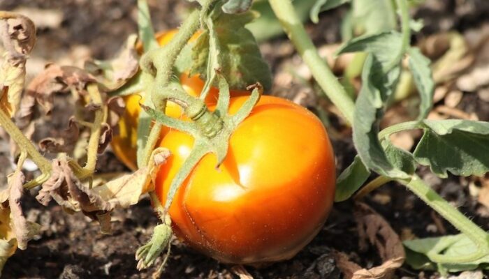 Coop contro illegalità e caporalato